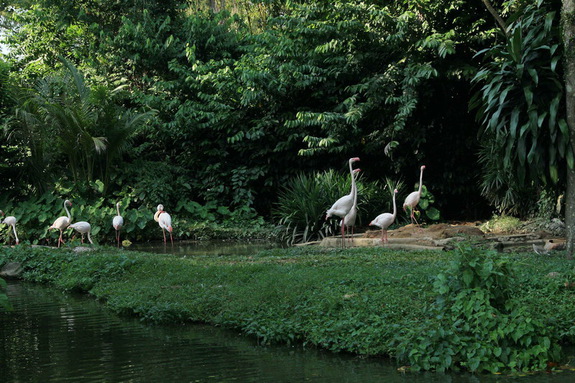 Моя сингапурская сказка. Singapore Zoo (продолжение)