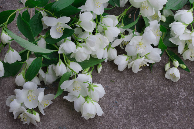 В цветочных ароматах часто можно уловить нотки жасмина