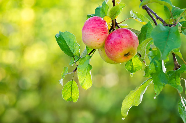 Несомненными яблочными фаворитами являются «белый налив», «антоновка», «симиренко», а также «папировка» и «квинти»