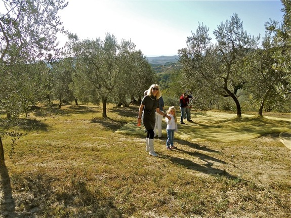 Любите ли вы оливковое масло так, как любит его Франко Барди?
