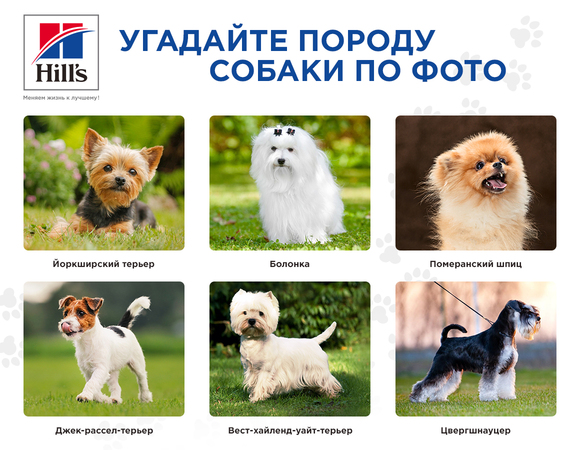 Инфографика: угадайте породу собаки по фото
