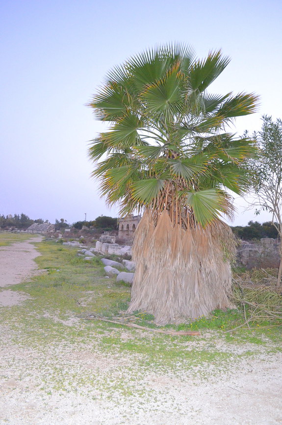 В краю древних Финикийцев