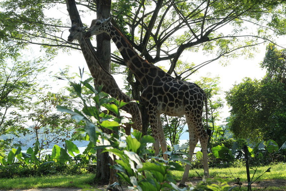 Моя сингапурская сказка. Singapore Zoo (продолжение)