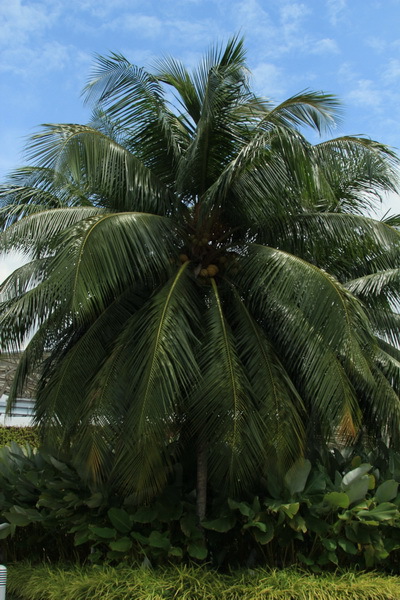 Моя Сингапурская сказка. Расставание...