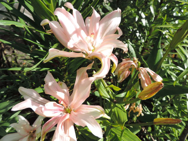 Цветочная феерия или немного лета среди зимы