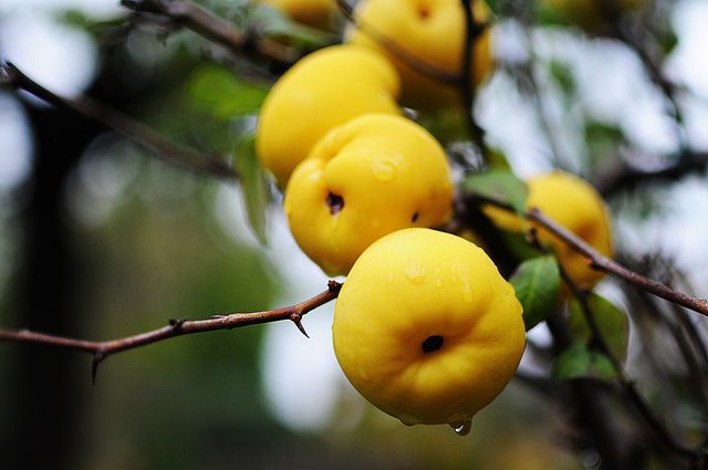 Foto: flickr. Kdoulové víno uklidňuje a povznáší, čemuž se nelze divit, protože je velmi chutné.