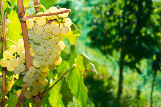 Благодаря смоле вино, в основном белое и розовое, приобретает тонкий хвойный аромат и терпкие нотки