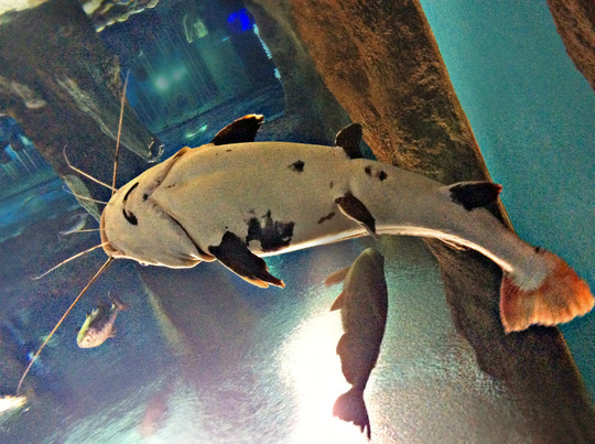 Моё вкусное и увлекательное морское путешествие с МАГУРО