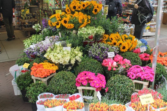 Незабываемое путешествие от Princess в гости к Королеве тюльпанов.