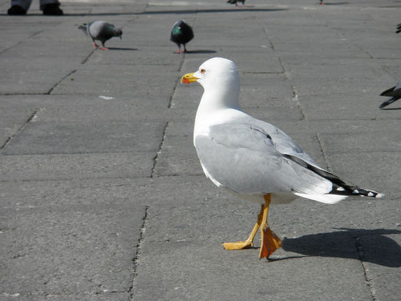 Венеция – рай для влюбленных