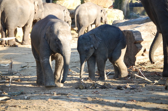 Амстердам - сердце Голландии