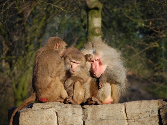 Амстердам - сердце Голландии