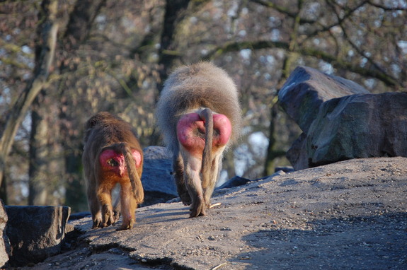 Амстердам - сердце Голландии