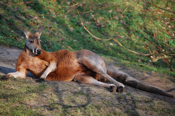 Амстердам - сердце Голландии