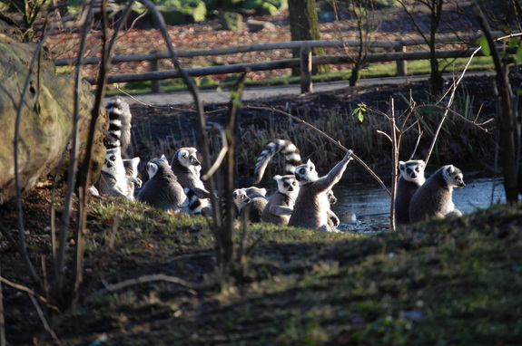 Амстердам - сердце Голландии