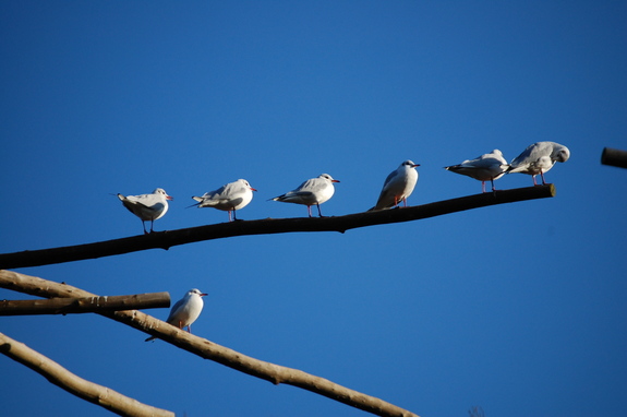 Амстердам - сердце Голландии