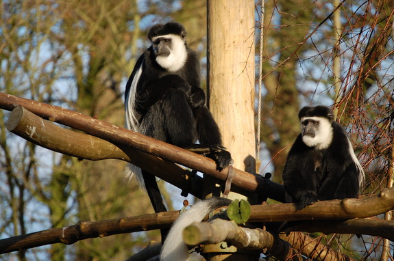 Амстердам - сердце Голландии