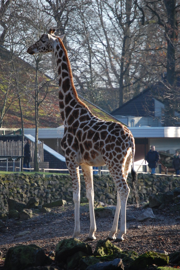 Амстердам - сердце Голландии