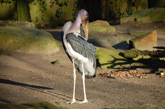 Амстердам - сердце Голландии