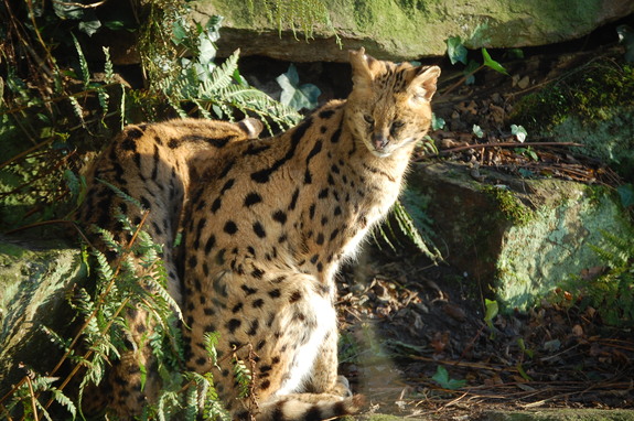 Амстердам - сердце Голландии