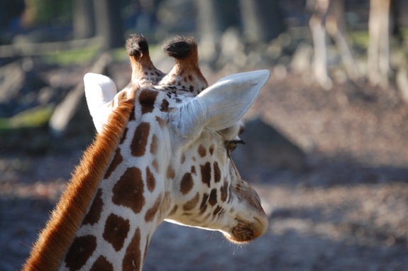 Амстердам - сердце Голландии