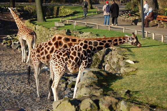 Амстердам - сердце Голландии