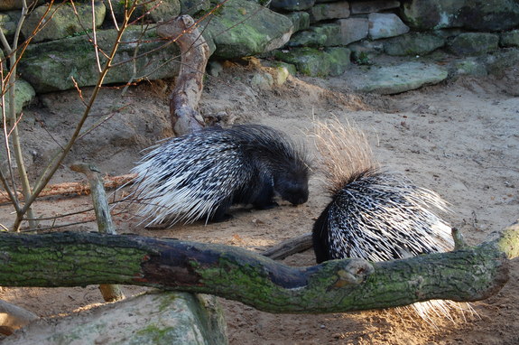 Амстердам - сердце Голландии