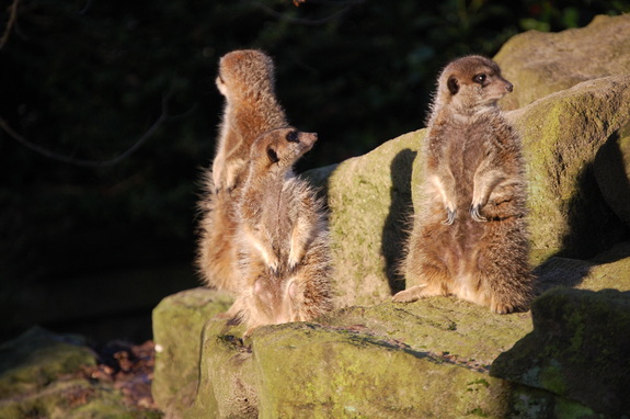 Амстердам - сердце Голландии