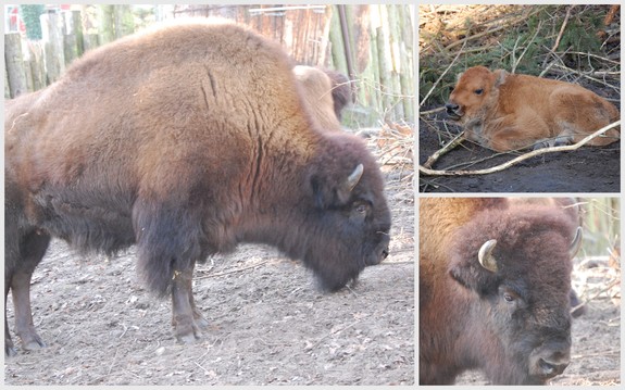 Амстердам - сердце Голландии
