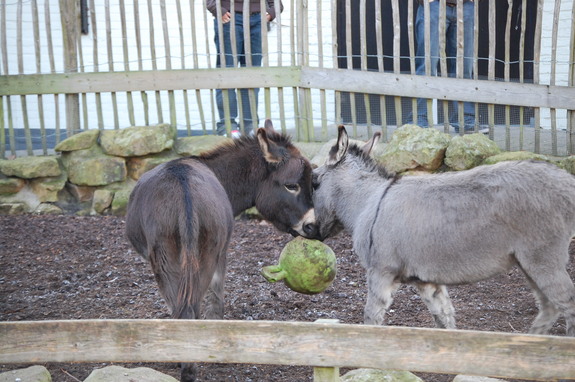 Амстердам - сердце Голландии