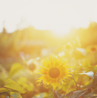 Зеленые яблоки Зеленые яблоки