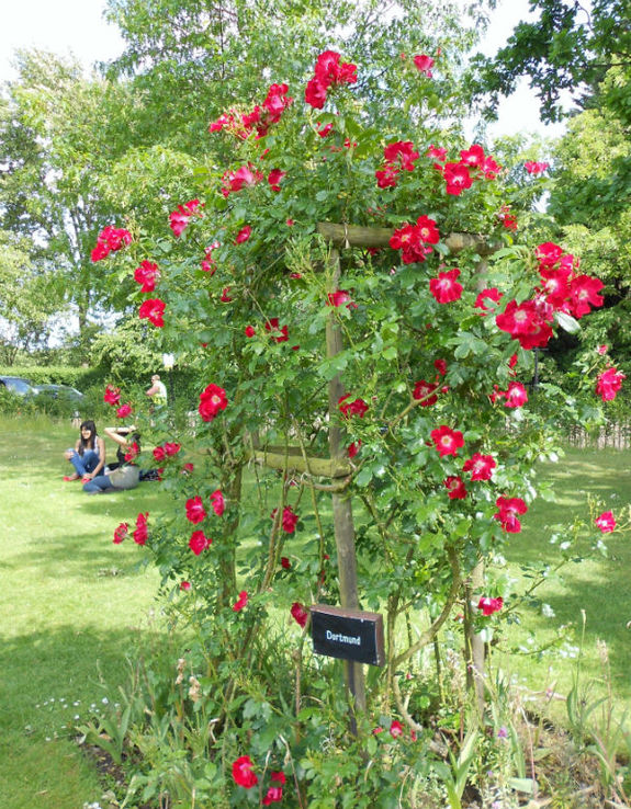 Английские розы... и не только