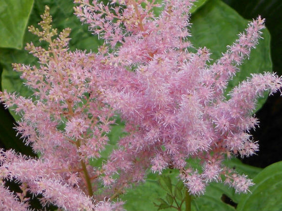 Английские розы... и не только