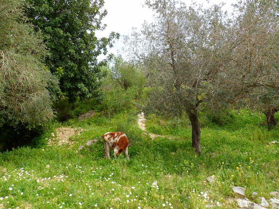 Путешествие в Ливан (продолжение)