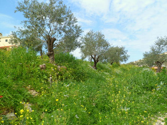 Путешествие в Ливан (продолжение)