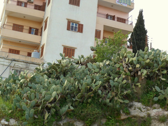 Путешествие в Ливан (продолжение)