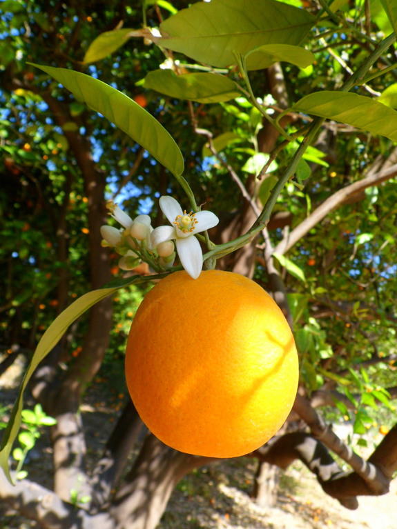 Путешествие в Ливан (продолжение)