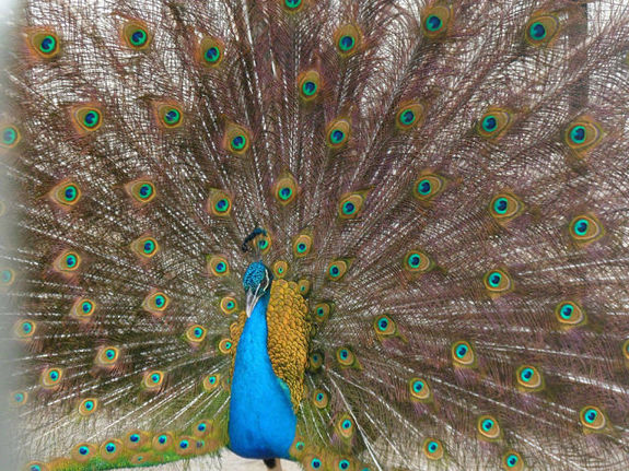 Путешествие в Ливан (продолжение)