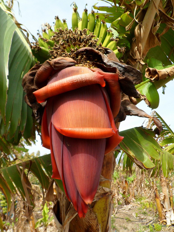 Путешествие в Ливан (продолжение)