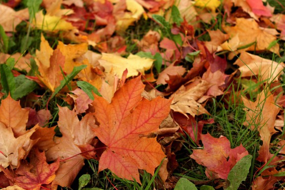 До свидания, осень!!!