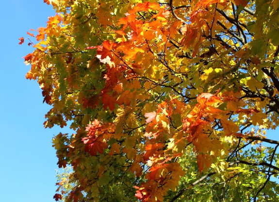 До свидания, осень!!!