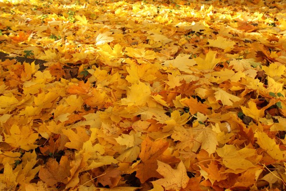 До свидания, осень!!!