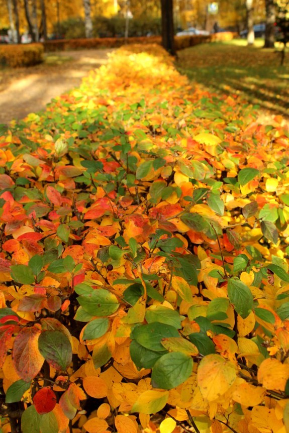 До свидания, осень!!!