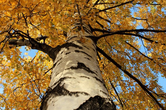 До свидания, осень!!!