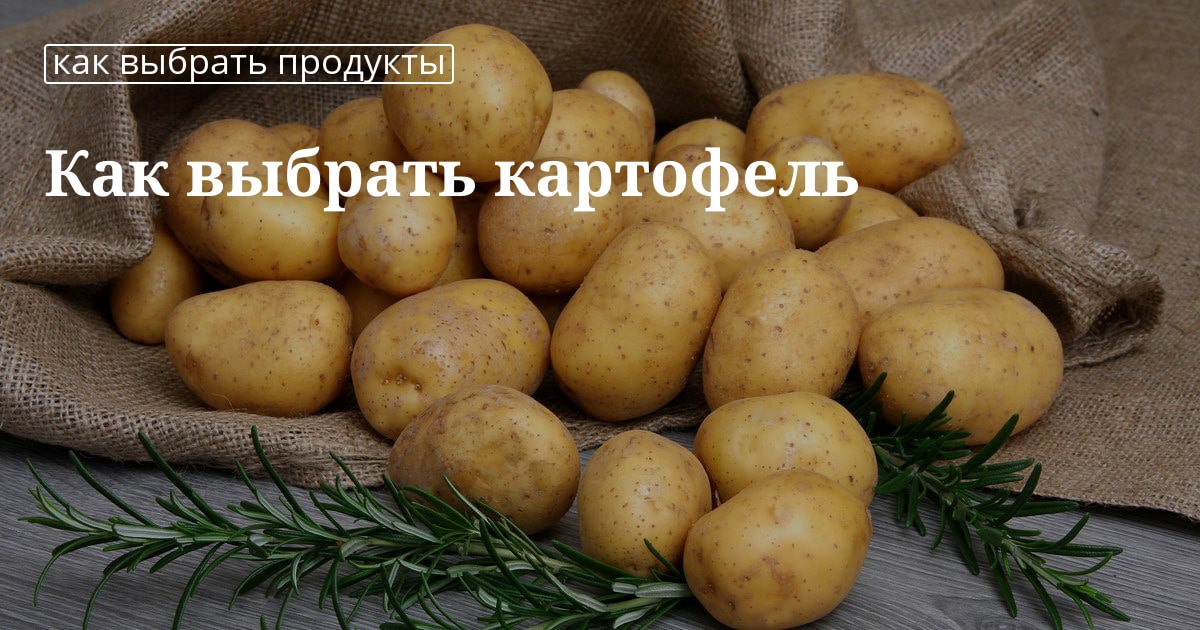 Сорта картофеля – выбираем самые урожайные и стойкие к заболеваниям