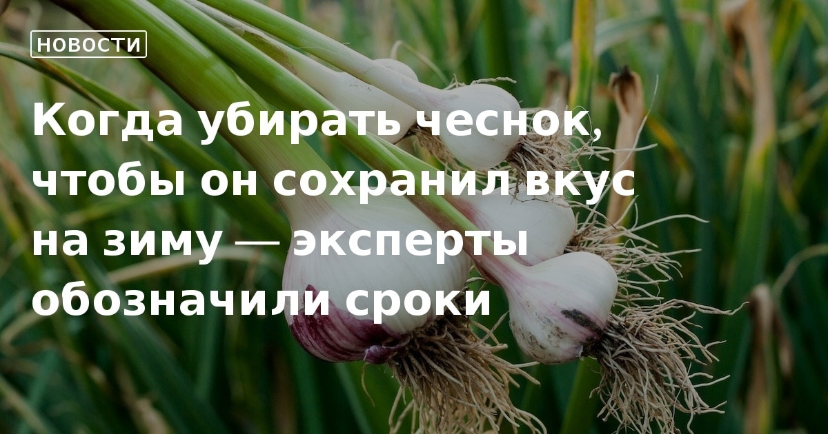 Как сохранить убранный чеснок. Корень чеснока. Как сохранить убранный чеснок. Уборка чеснока. Где хранить чеснок.
