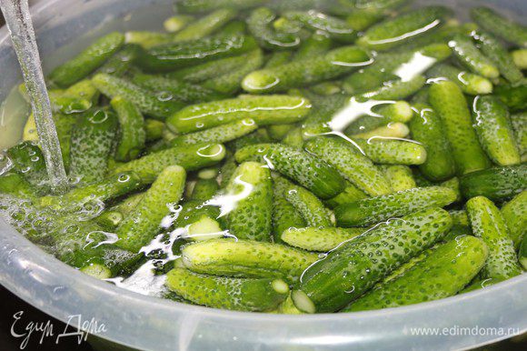 Огурцы вымыть, срезать кончики на 1–2 мм. Замочить на 3–4 часа в холодной воде.